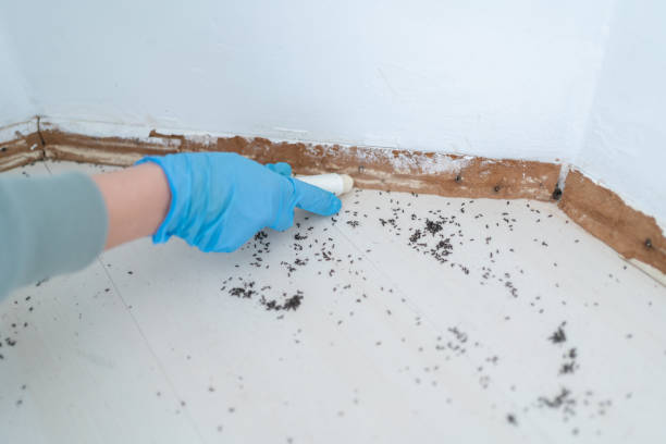 Pest Prevention Services in Tarrytown, NY